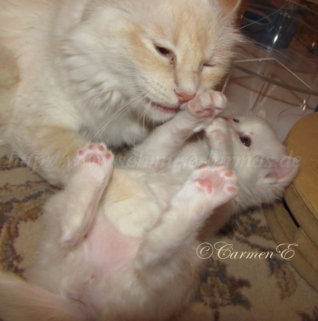 IMG_0501 Gro�e Webansicht02