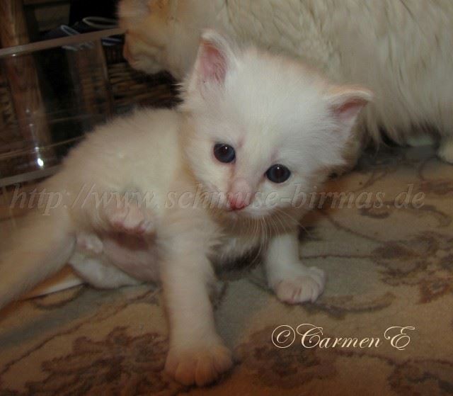 IMG_0575 Gro�e Webansicht02