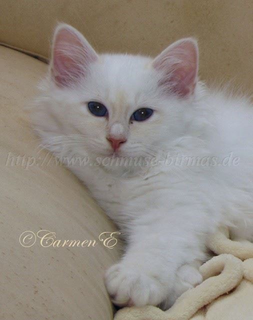 IMG_0875 Gro�e Webansicht