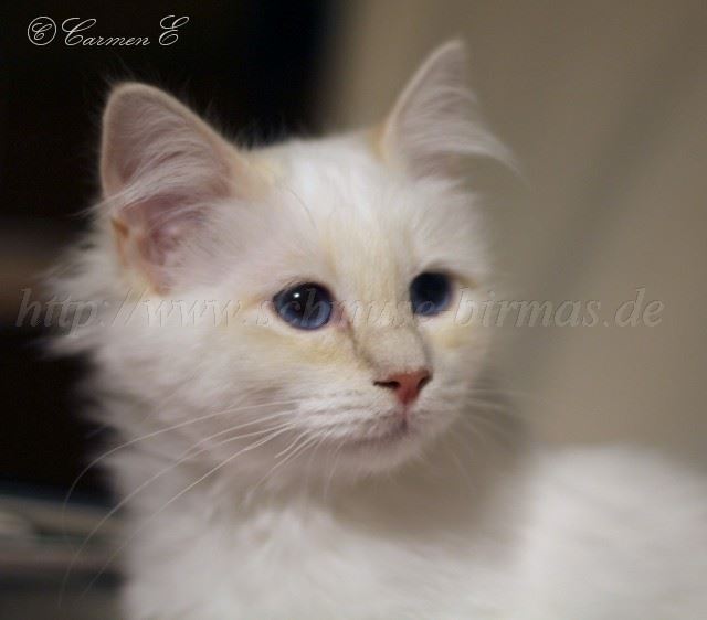 IMG_0919 Groe Webansicht03