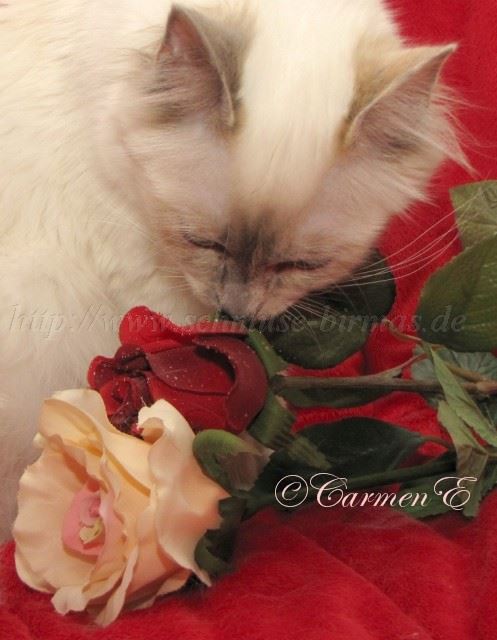 IMG_2706 Groe Webansicht