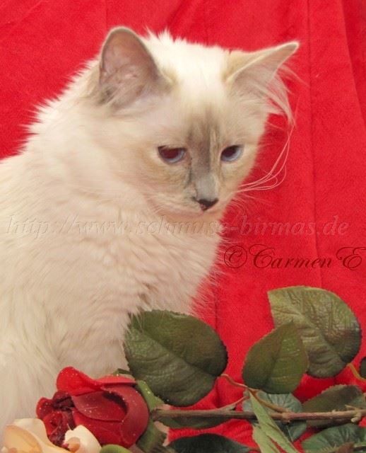 IMG_2708 Groe Webansicht02