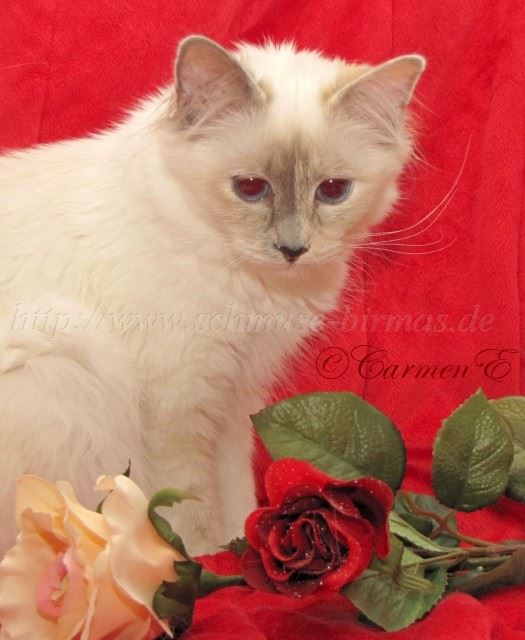 IMG_2709 Groe Webansicht