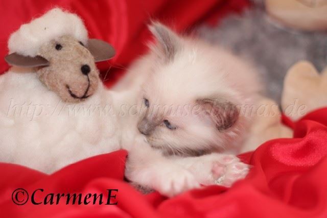 IMG_4760 Groe Webansicht
