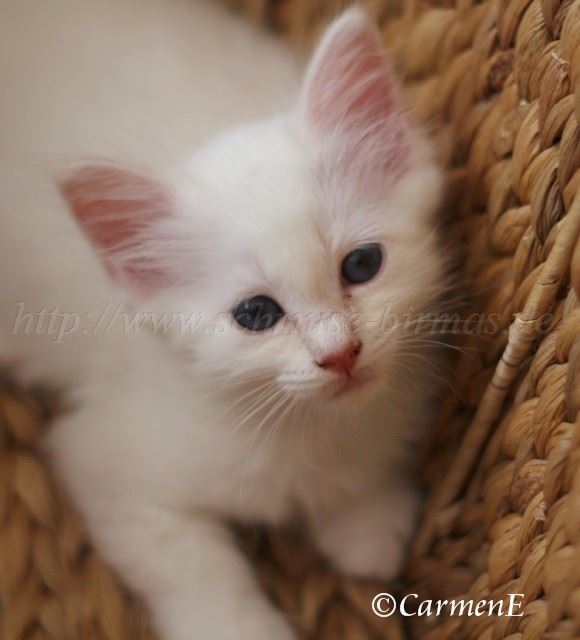 IMG_4787 Groe Webansicht