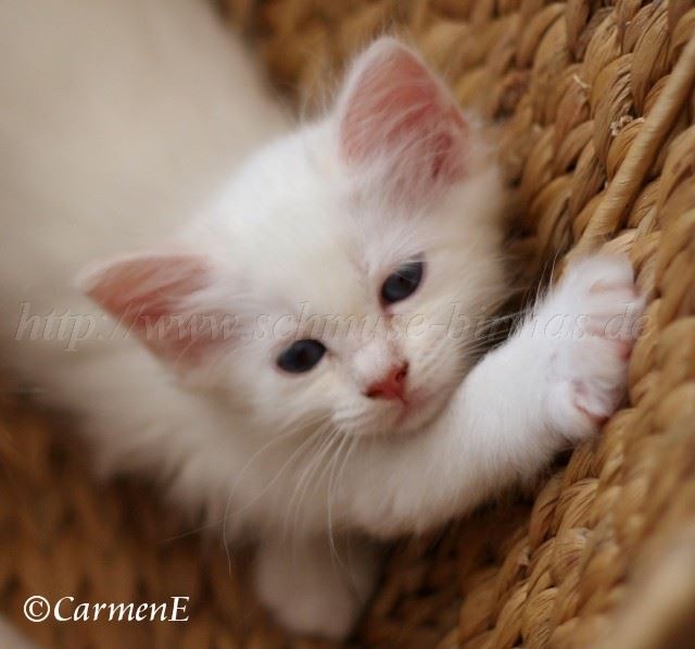 IMG_4790 Groe Webansicht