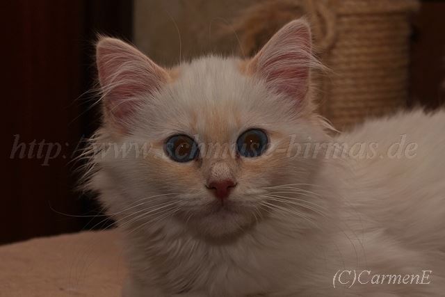 IMG_5202-20131215-20131215