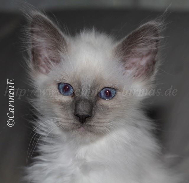 IMG_6524 Groe Webansicht