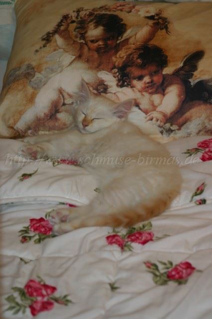 IMG_8173 Gro�e Webansicht02