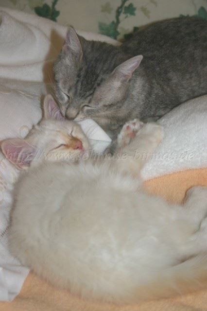 IMG_8202 Gro�e Webansicht02