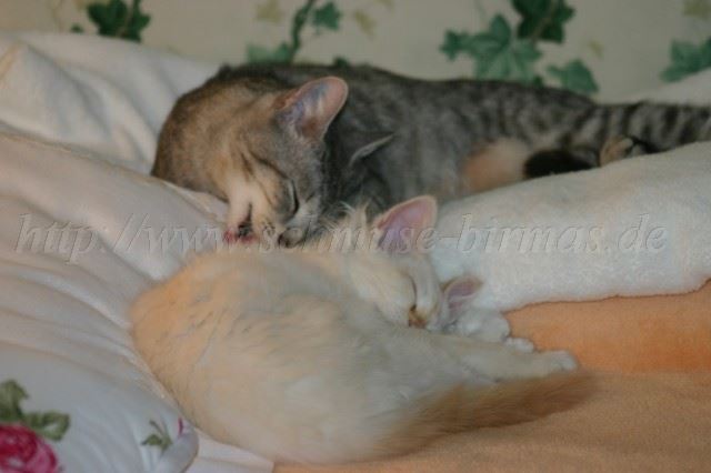 IMG_8211 Gro�e Webansicht02