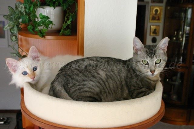 IMG_8232 Gro�e Webansicht