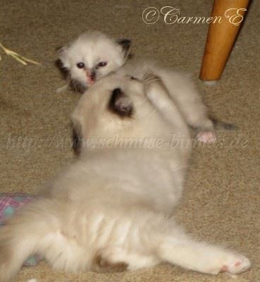 IMG_8535 Groe Webansicht 369x400