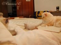 IMG_9097 Groe Webansicht 200x149