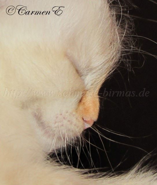 IMG_9362 Groe Webansicht