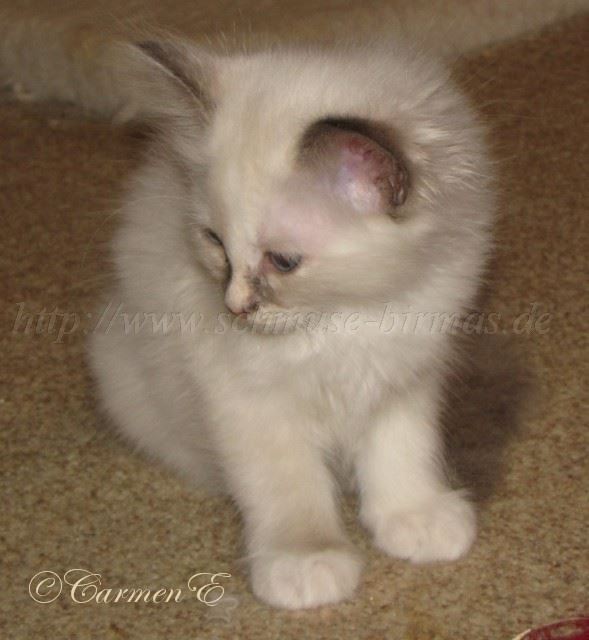 Jasmina10.09.2010_1