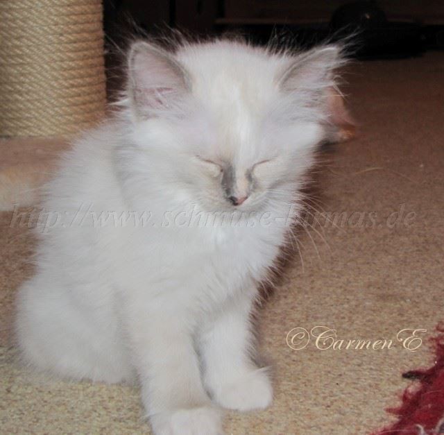 Jasmina10.09.2010_2