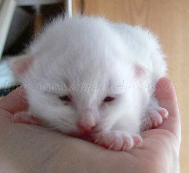 Kater6Tage alt Groe Webansicht02