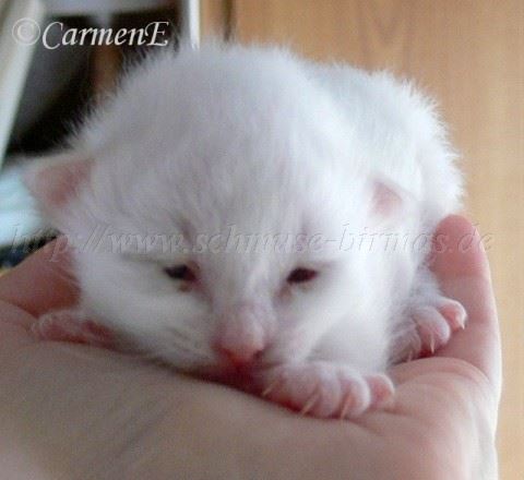 Kater6Tage alt Große Webansicht Mittlere Webansicht Kater6Tage alt Große Webansicht Mittlere Webansicht