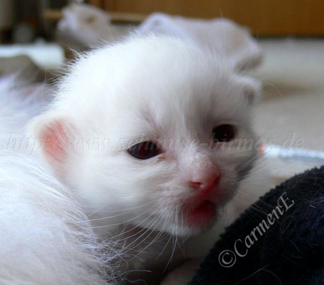 Kater 10Tage alt_0 Große Webansicht02 Kater 10Tage alt_0 Große Webansicht02