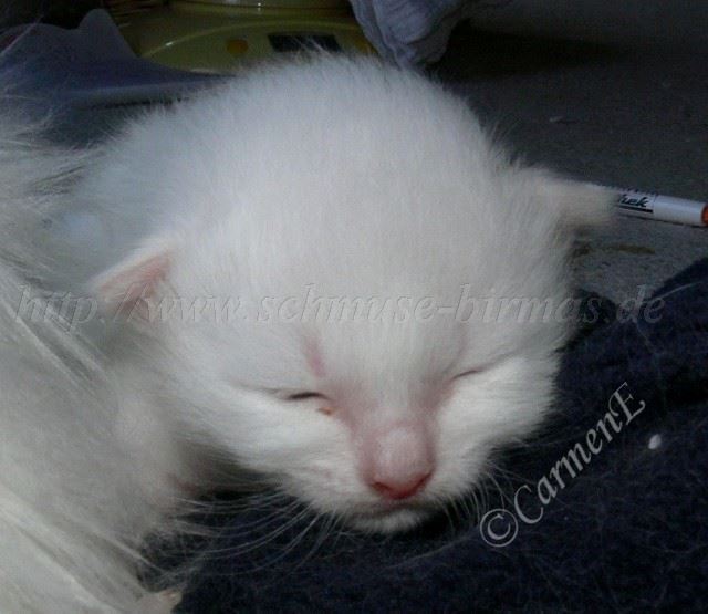 Kater 10Tage alt_3 Große Webansicht02 Kater 10Tage alt_3 Große Webansicht02