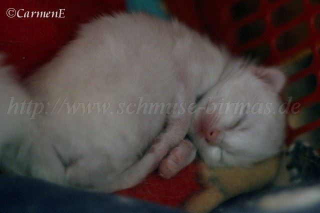 Kater 11 Tage_0 Groe Webansicht