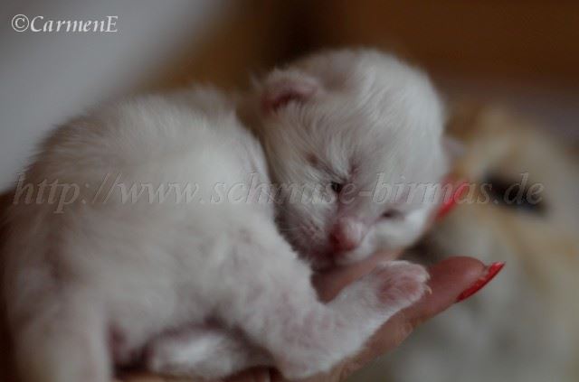 Kater 11 Tage_2 Groe Webansicht