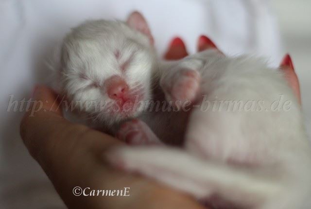 Kater 6 Tage_0 Groe Webansicht