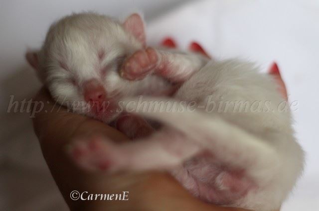 Kater 6 Tage_1 Groe Webansicht