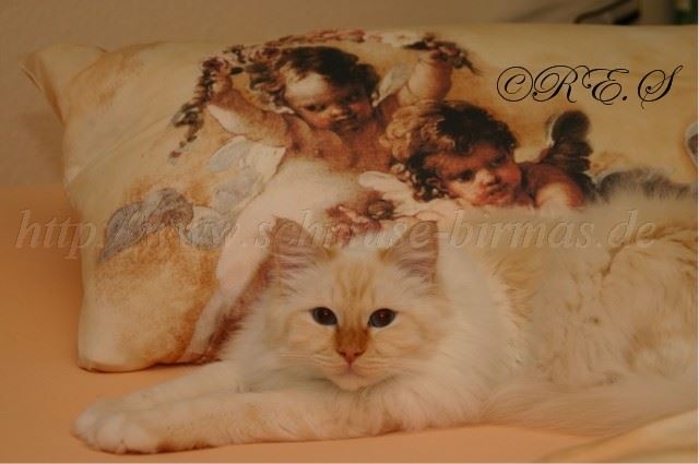 Kisen Gro�e Webansicht