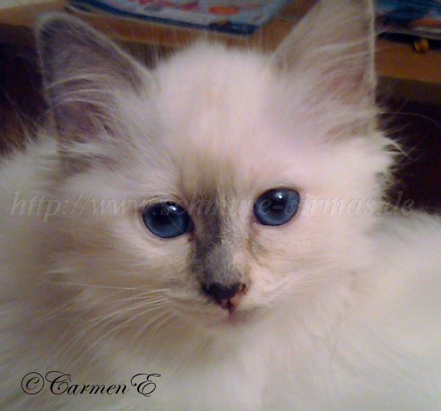 Kopie von Leana2010-11-22 19.43.38 Groe Webansicht