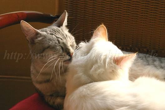 Kuscheln Kuscheln