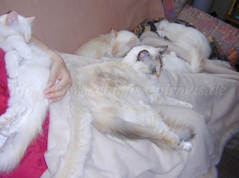 Kuschelsofa3 Mittlere Webansicht Kuschelsofa3 Mittlere Webansicht