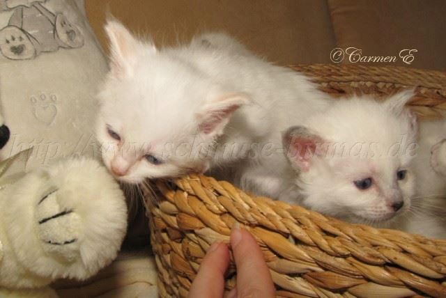 L-Babys4Wochen alt_04 Große Webansicht L-Babys4Wochen alt_04 Große Webansicht