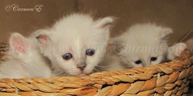 L-Babys4Wochen alt_17 Große Webansicht L-Babys4Wochen alt_17 Große Webansicht