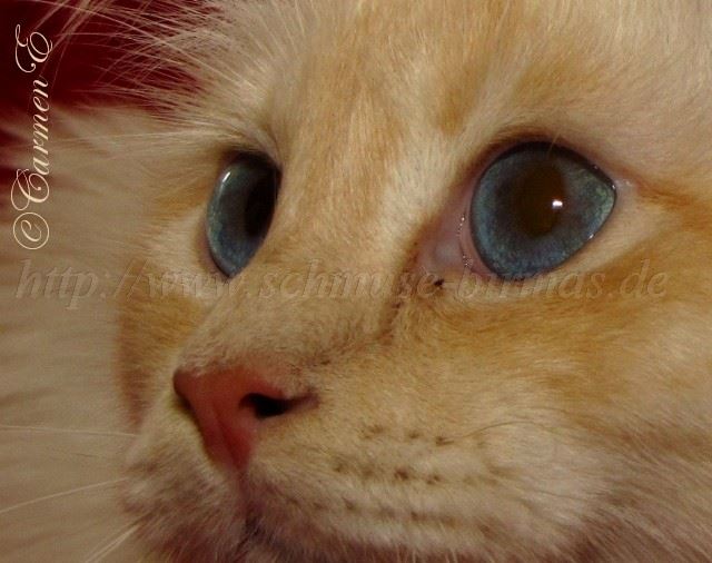 Lars 30.04.2011_Augen Groe Webansicht