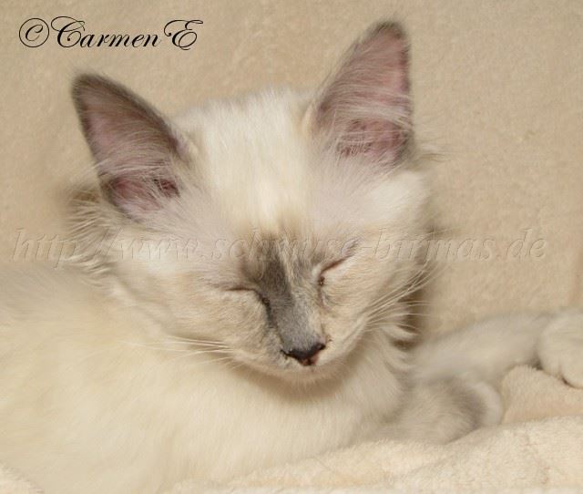 Leara_0 Groe Webansicht