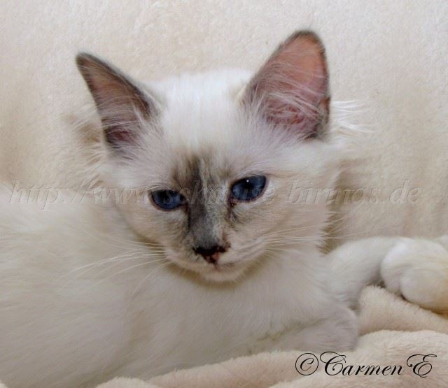 Leara_1 Groe Webansicht