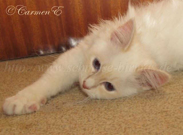 Linus-06.01.11_1 Gro�e Webansicht