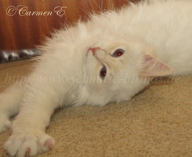 Linus-06.01.11_3 Gro�e Webansicht