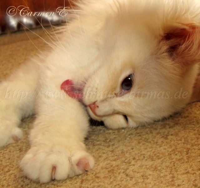 Linus-06.01.11_4 Gro�e Webansicht