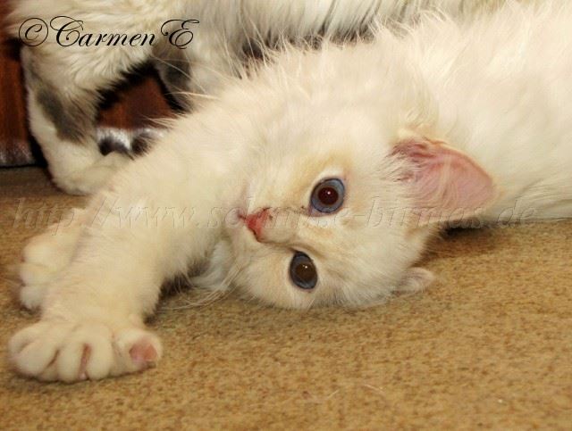 Linus-06.01.11_5 Gro�e Webansicht