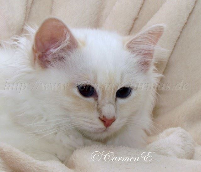 Linus 24.12_00 Gro�e Webansicht