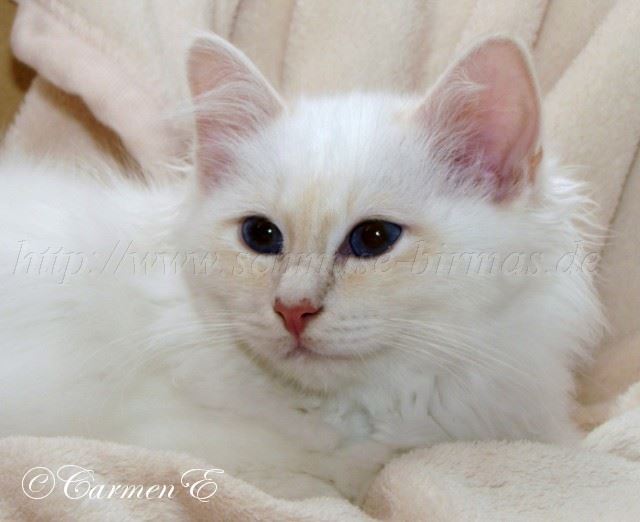 Linus 24.12_05 Gro�e Webansicht