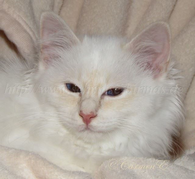 Linus 24.12_06 Gro�e Webansicht