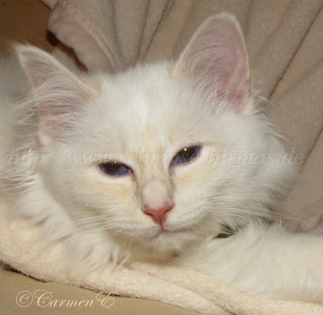 Linus 24.12_11 Gro�e Webansicht