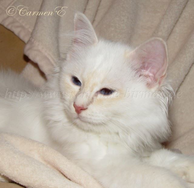 Linus 24.12_14 Gro�e Webansicht