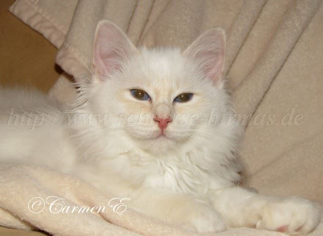 Linus 24.12_16 Gro�e Webansicht