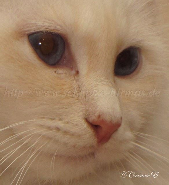 Linus 29.12.2010_0Augen Gro�e Webansicht