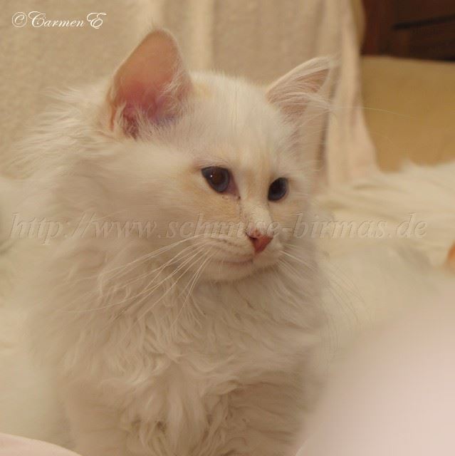 Linus 29.12.2010_0 Gro�e Webansicht